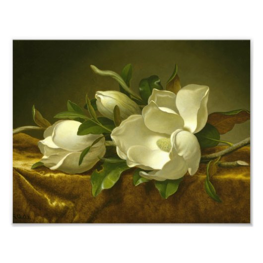 Martin Johnson Heade - Magnolias op Gold Velvet Foto Afdruk (Voorkant)