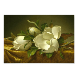 Martin Johnson Heade - Magnolias op Gold Velvet Foto Afdruk