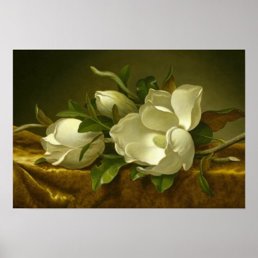 Martin Johnson Heade - Magnolias op Gold Velvet Poster (Voorkant)