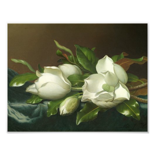 Martin Johnson Heade - Magnolias op Light Blue Foto Afdruk (Voorkant)
