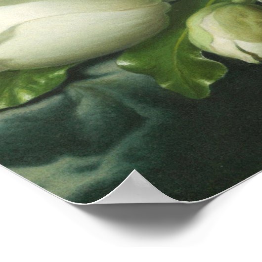 Martin Johnson Heade - Magnolias Poster (Hoek)