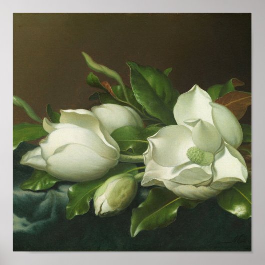 Martin Johnson Heade - Magnolias Poster (Voorkant)