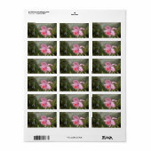 Martin Johnson Heade Orchid en Hummingbird Etiket (Full Sheet)