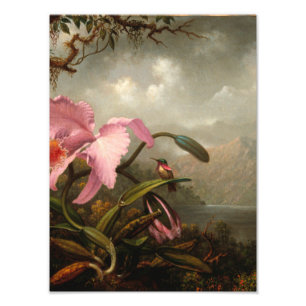 Martin Johnson Heade - Orchid en Hummingbird Foto Afdruk