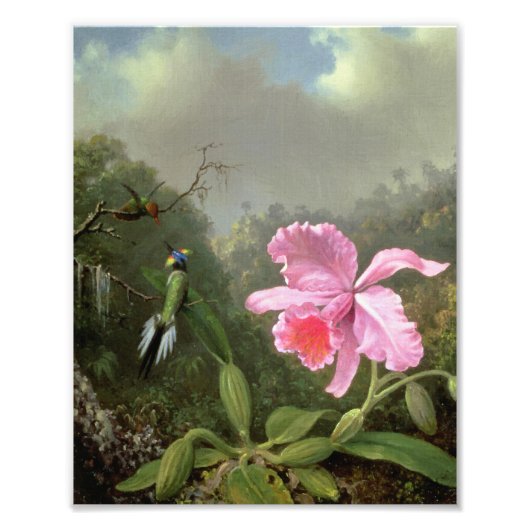 Martin Johnson Heade Orchid en Hummingbird Foto Afdruk (Voorkant)