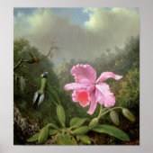 Martin Johnson Heade Orchid en Hummingbird Poster (Voorkant)