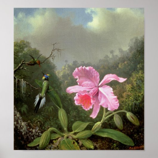 Martin Johnson Heade Orchid en Hummingbird Poster (Voorkant)