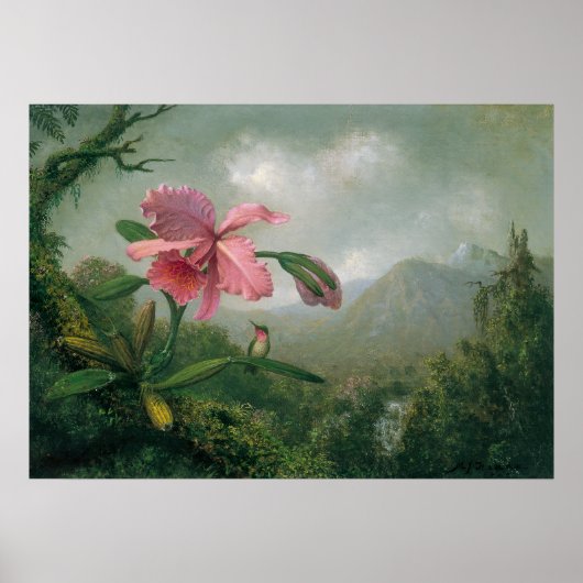 Martin Johnson Heade - Orchid met Two Hummingbird Poster (Voorkant)