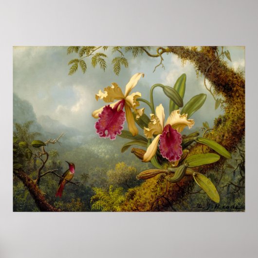 Martin Johnson Heade - Orchids en kolibrie Poster (Voorkant)