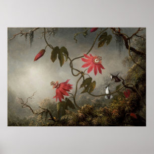 Martin Johnson Heade - Passion Flowers en Humming Poster