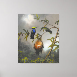 MARTIN JOHNSON HEADE - Plovercrest met zwarte bors Canvas Afdruk