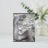 Martinez Wash Rattlesnake in het Congres, AZ Briefkaart (Staand voorkant)