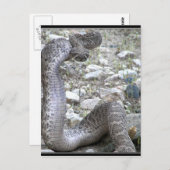 Martinez Wash Rattlesnake in het Congres, AZ Briefkaart (Voorkant / Achterkant)