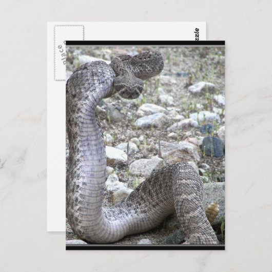 Martinez Wash Rattlesnake in het Congres, AZ Briefkaart (Voorkant / Achterkant)