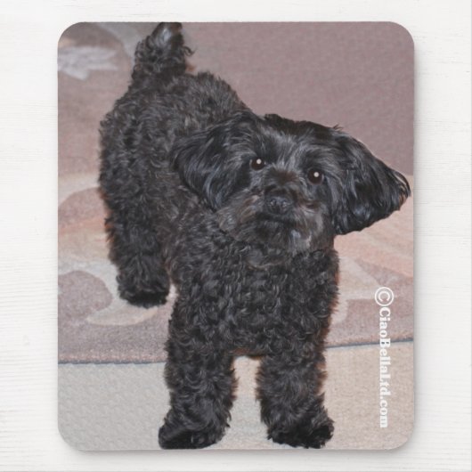 Martini the Yorkie-Poo Muismat (Voorkant)