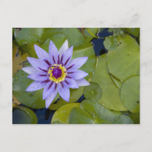 Martinique, Franse Antillen, West Indies, blauw Briefkaart