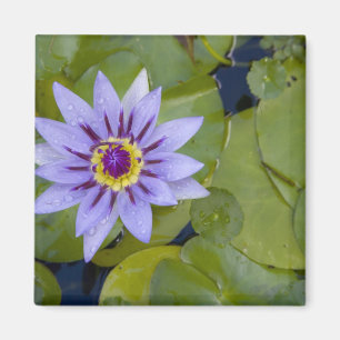 Martinique, Franse Antillen, West Indies, blauw Magneet