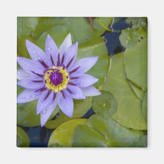 Martinique, Franse Antillen, West Indies, blauw Magneet (Voorkant)