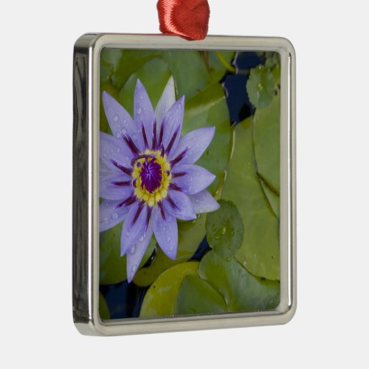 Martinique, Franse Antillen, West Indies, blauw Metalen Ornament (Rechts)