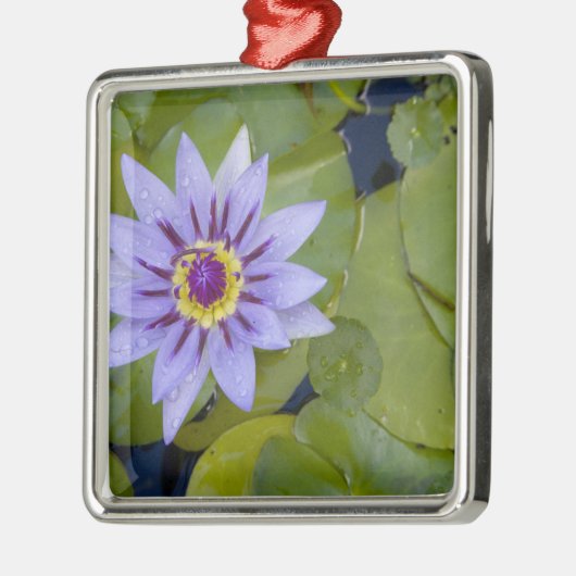 Martinique, Franse Antillen, West Indies, blauw Metalen Ornament (Links)