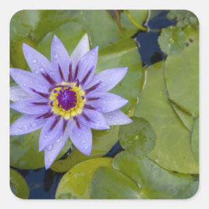 Martinique, Franse Antillen, West Indies, blauw Vierkante Sticker