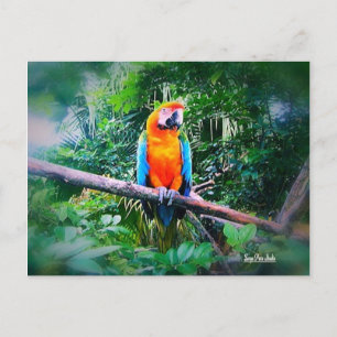 Martinique Macaw Briefkaart