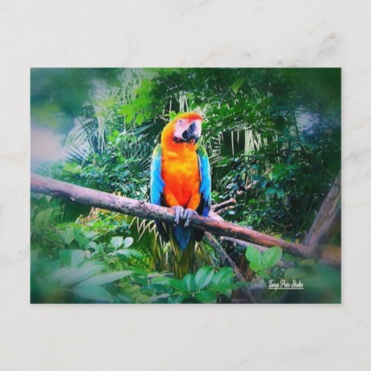 Martinique Macaw Briefkaart (Voorkant)