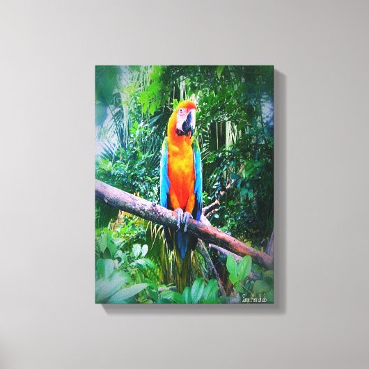 Martinique Macaw Canvas Afdruk (Voorkant)