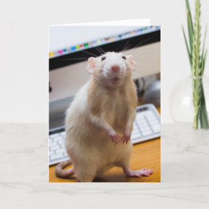 Marty Mouse Staande Wenskaart Kaart