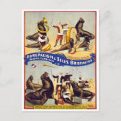 Marvelly Trained Circus Seals, 1899 Briefkaart (Voorkant)