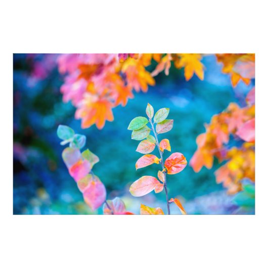 Marvelous Cotonou Leaves Foto Afdruk (Voorkant)