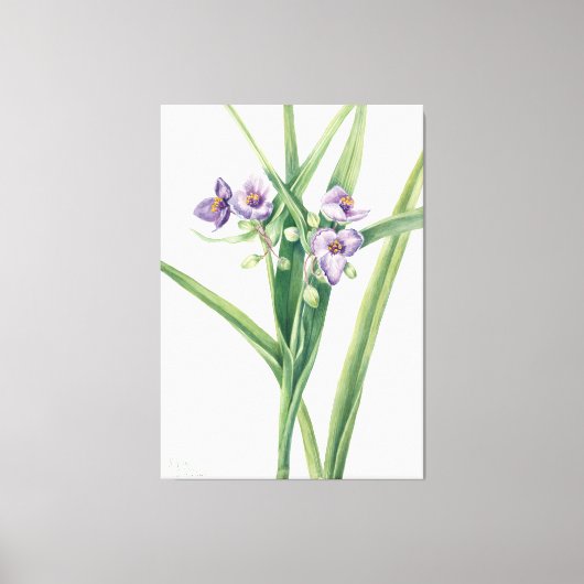 Mary Vaux Walcott kunst Canvas Afdruk (Voorkant)