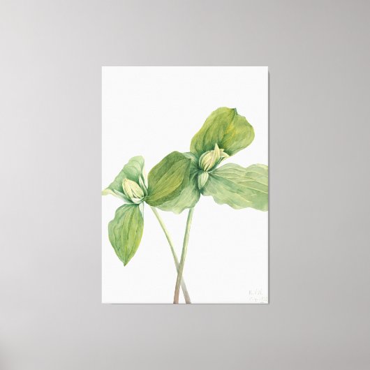 Mary Vaux Walcott kunst Canvas Afdruk (Voorkant)
