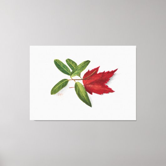 Mary Vaux Walcott painting Canvas Afdruk (Voorkant)