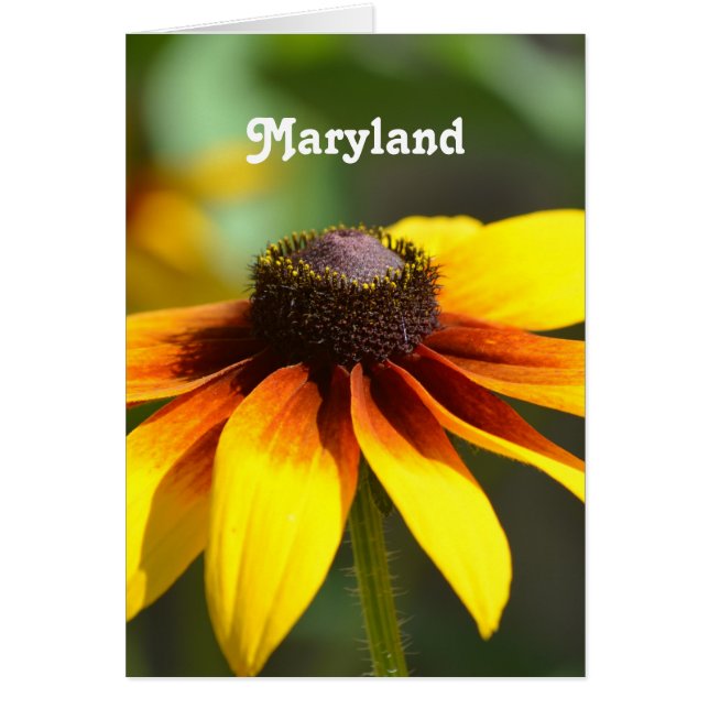 Maryland Black Eyed Susan (Voorkant)