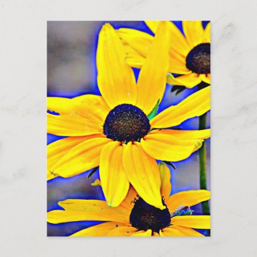 Maryland Black Eyed Susan Briefkaart (Voorkant)