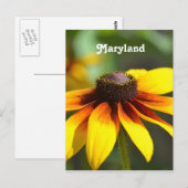 Maryland Black Eyed Susan Briefkaart (Voorkant / Achterkant)