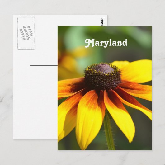 Maryland Black Eyed Susan Briefkaart (Voorkant / Achterkant)