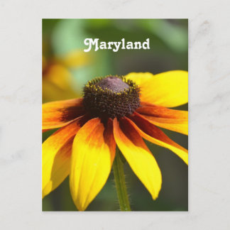 Maryland Black Eyed Susan Briefkaart