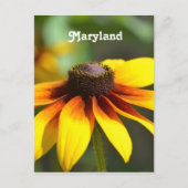 Maryland Black Eyed Susan Briefkaart (Voorkant)
