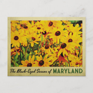 Maryland Black-Eyed Susans Briefkaart