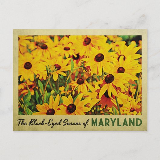 Maryland Black-Eyed Susans Briefkaart (Voorkant)