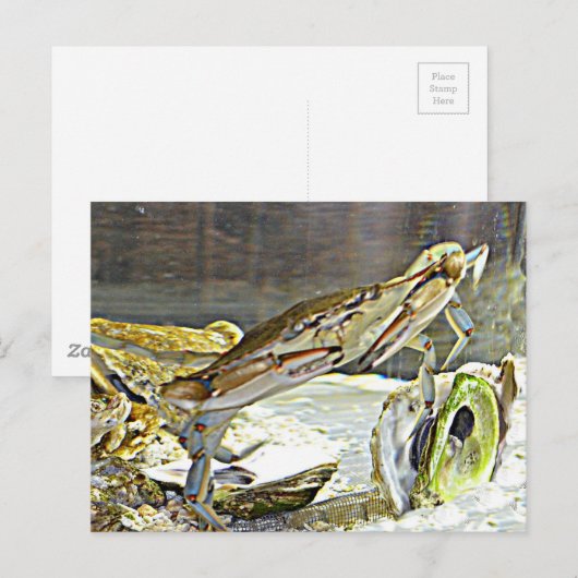 Maryland Blue Crab Briefkaart (Voorkant / Achterkant)