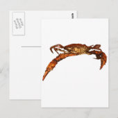 Maryland Blue Crab Briefkaart (Voorkant / Achterkant)