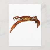 Maryland Blue Crab Briefkaart (Voorkant)