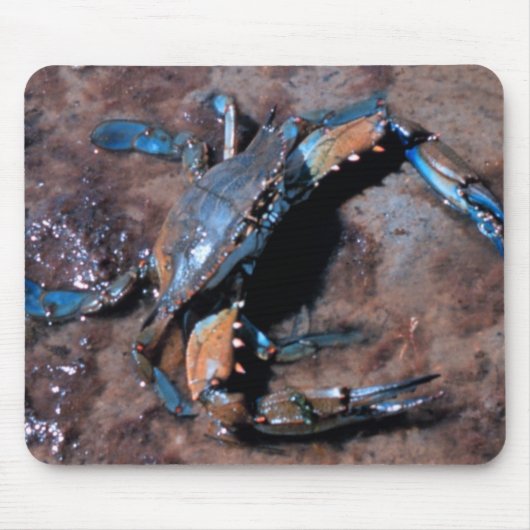 Maryland Blue Crab Muismat (Voorkant)