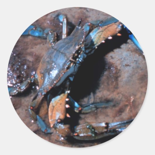 Maryland Blue Crab Ronde Sticker (Voorkant)