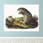 Maryland Marmot, Woodchuck, Groundhog van Audubon Canvas Afdruk (Insitu (Houten vloer))