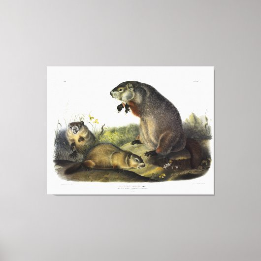 Maryland Marmot, Woodchuck, Groundhog van Audubon Canvas Afdruk (Voorkant)