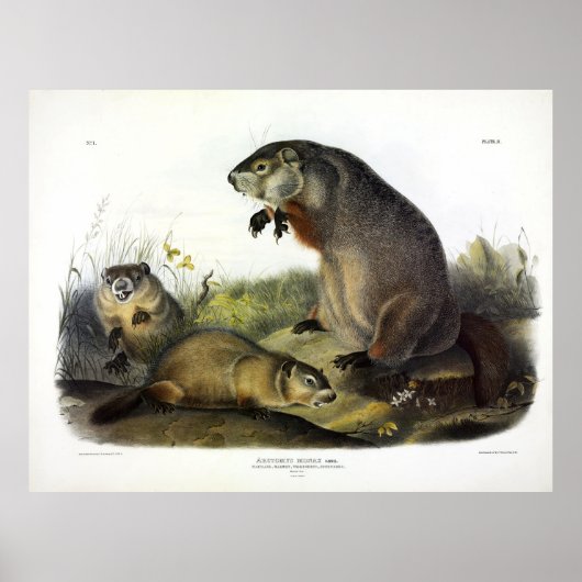 Maryland Marmot, Woodchuck, Groundhog van Audubon Poster (Voorkant)